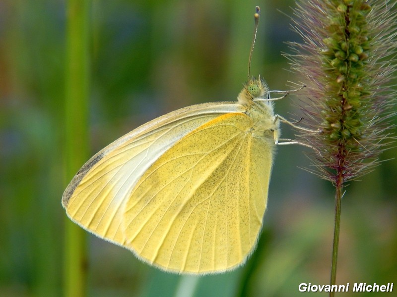 Pieris manni?